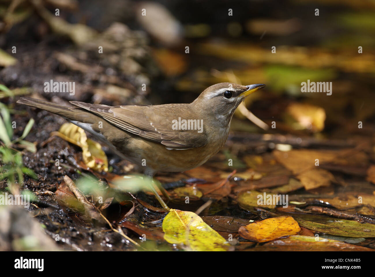 Eyebrowed Thrush (Turdus obscurus) immature, premier plumage d'hiver, l'eau de piscine, Kaeng Krachan N.P., Thaïlande, janvier Banque D'Images