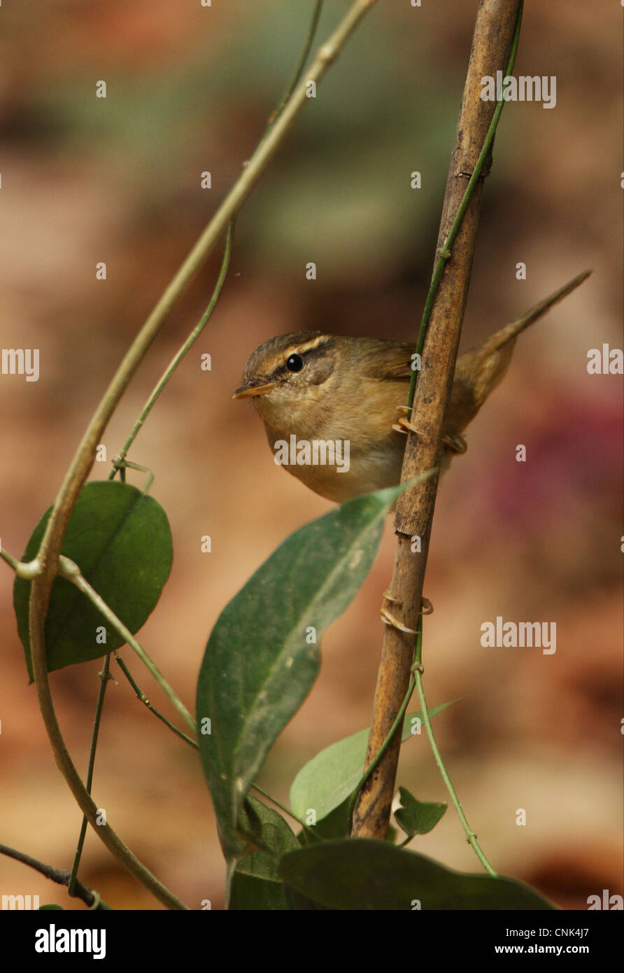 La Paruline de Radde (Phylloscopus schwarzi) adulte, perché sur des rameaux, Kaeng Krachan N.P., Thaïlande, novembre Banque D'Images