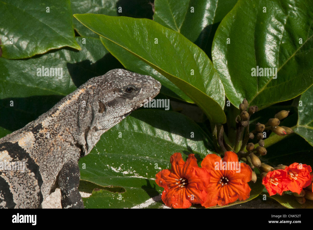 Le Spiny-Tailed Noir Iguana est commun au Mexique et en Amérique centrale. Banque D'Images