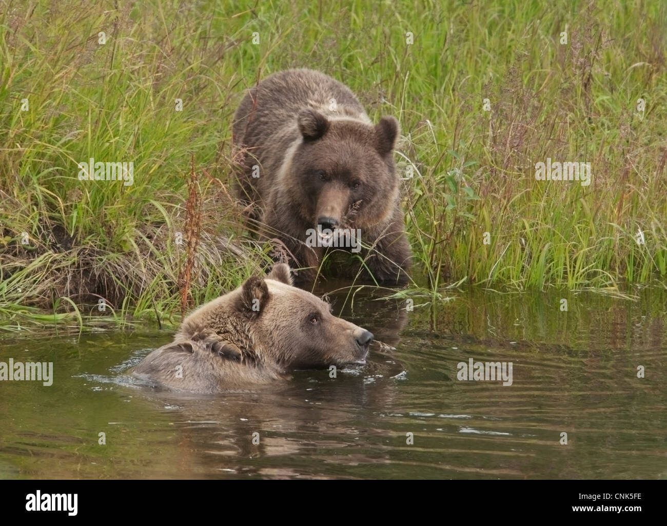 Un grizzly (Ursus arctos) sow se rafraîchir tandis qu'une deuxième ou troisième année de cub regarde sur. Le Parc National Denali, en Alaska. Banque D'Images