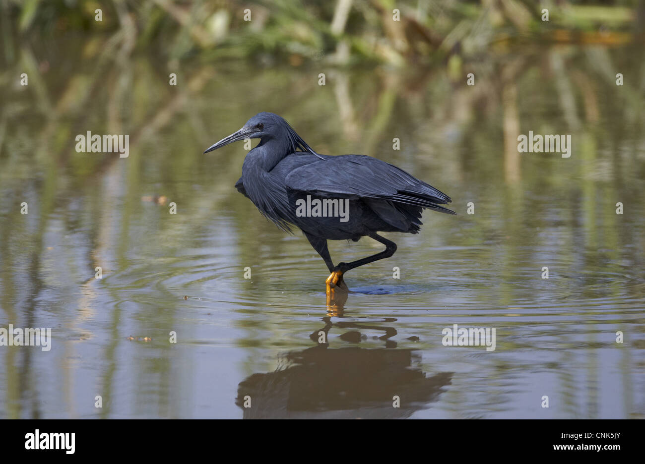 Black Heron (Egretta ardesiaca) adulte, pataugeant dans l'eau, lac Zeway, la Grande Vallée du Rift, en Éthiopie Banque D'Images