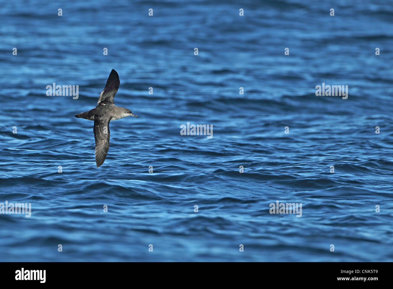 Puffin des Baléares (Puffinus mauretanicus), adultes en vol au-dessus de la mer, Algarve, Portugal, octobre Banque D'Images