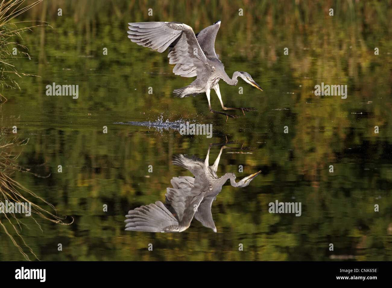 Héron cendré Ardea cinerea en vol pour mineurs en grève à l'alimentation des poissons dans l'eau Midlands Angleterre octobre un quatre dans l'ordre) Banque D'Images