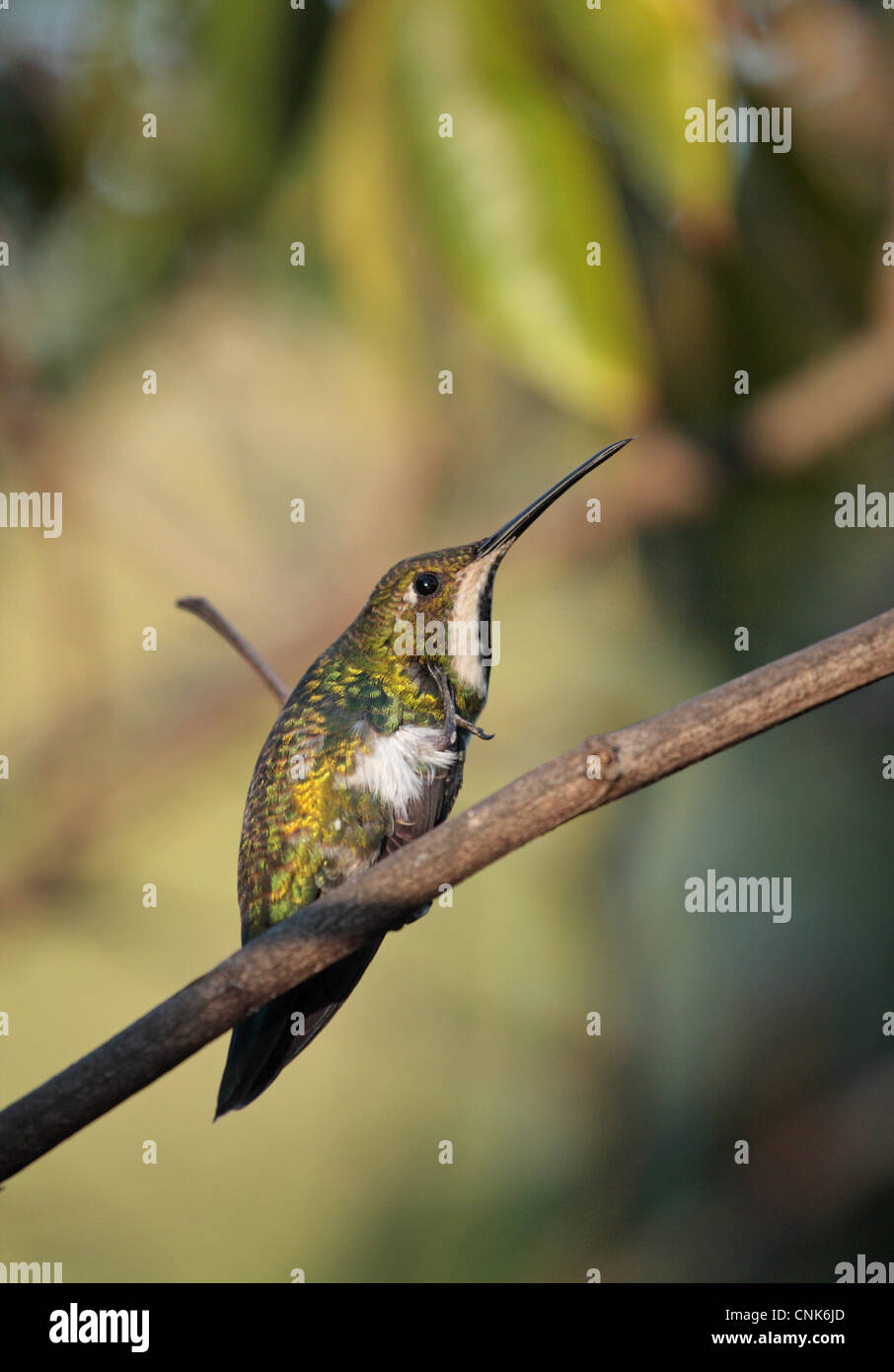 Black-throated Mango Anthracothorax nigricollis femelle adulte possible premier hiver homme rayures perché pied twig Puerto Banque D'Images