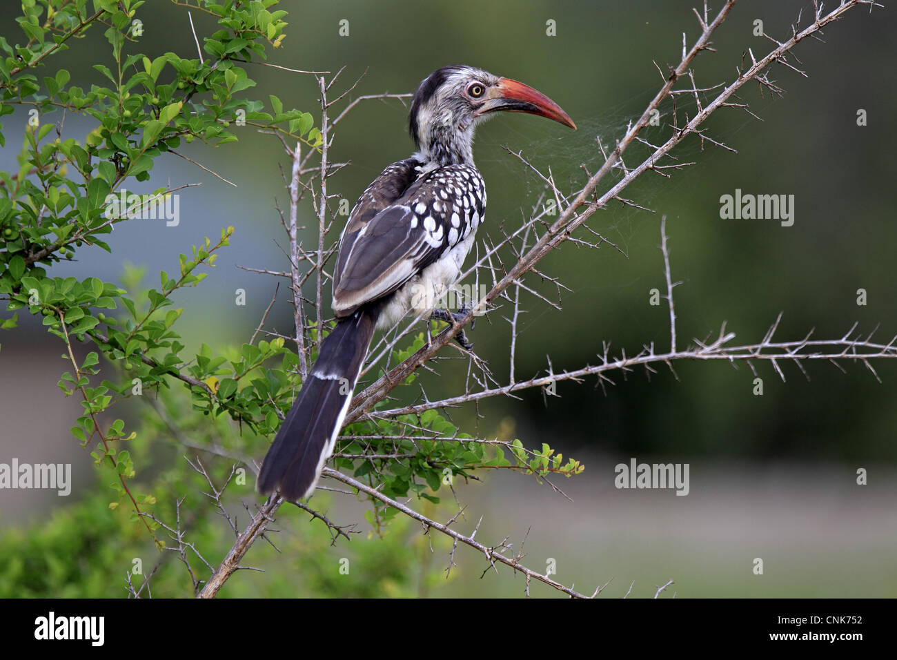 Calao à bec rouge (Tockus erythrorhynchus) adulte, perché sur une branche, Sabi Sabi Game Reserve, Kruger N.P., Afrique du Sud Banque D'Images