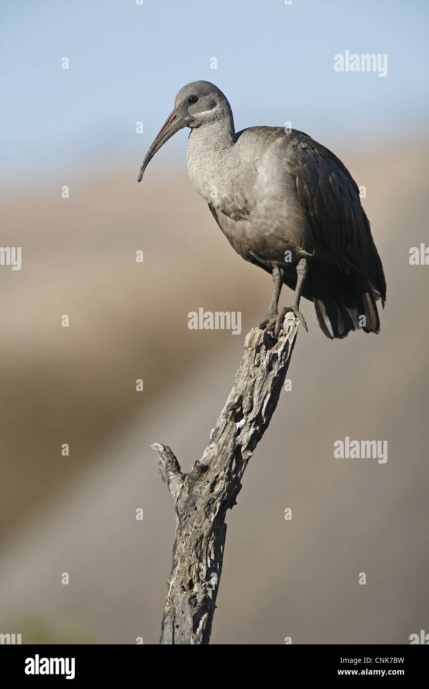 (Bostrychia hagedash Ibis hagedash) adulte, perché sur une branche, Pilanesberg N.P., Province du Nord-Ouest, Afrique du Sud Banque D'Images