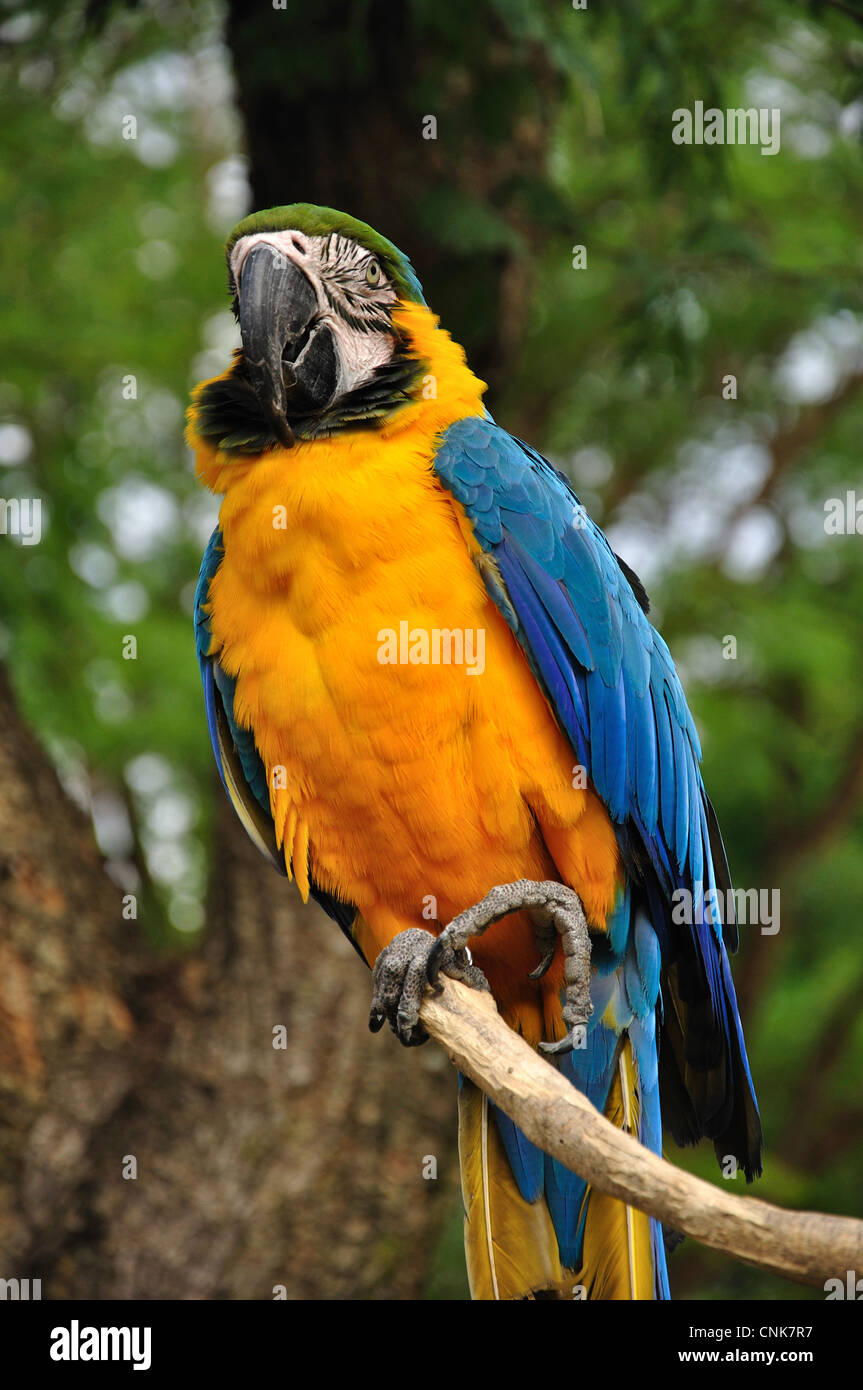 Bleu et or Macaw à Montecasino Jardins d'oiseaux, Fourways, Sandton, Johannesburg, Gauteng Province, République d'Afrique du Sud Banque D'Images