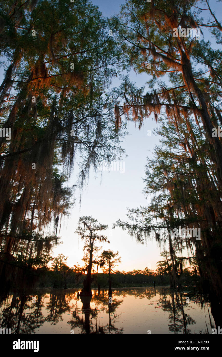 Amérique du Nord, USA, Texas, Marion Co., Caddo Lake au lever du soleil Banque D'Images