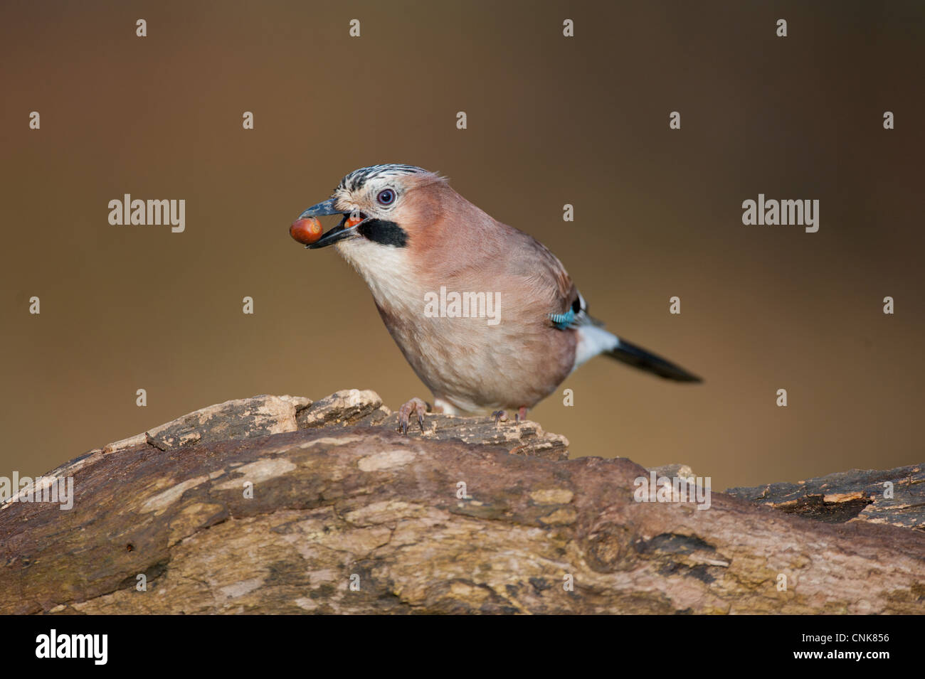 Eurasian Jay Garrulus glandarius hot acorn dans une autre gorge en bec perché sur log in Norfolk, Angleterre décembre Banque D'Images