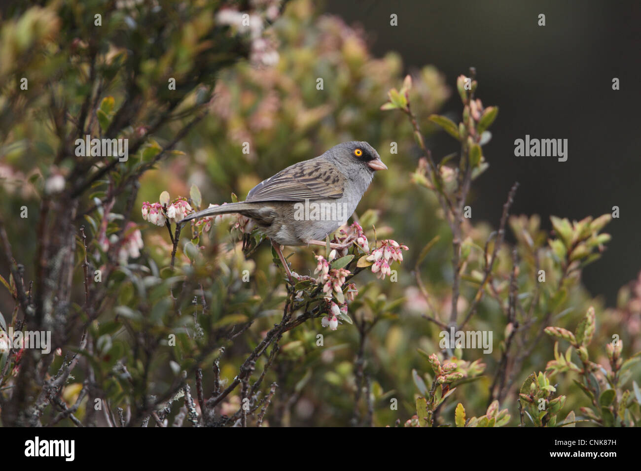 Volcano Junco ardoisé (Junco vulcani) adulte, perché dans la floraison bush, Costa Rica, février Banque D'Images