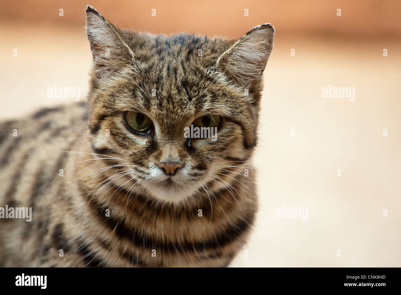 Putois Cat Cat Banque D'Images