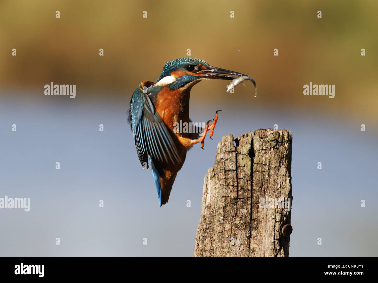 Kingfisher (Alcedo atthis commun), adultes en vol, avec le poisson dans son bec, l'atterrissage sur post, Midlands, Angleterre, novembre Banque D'Images