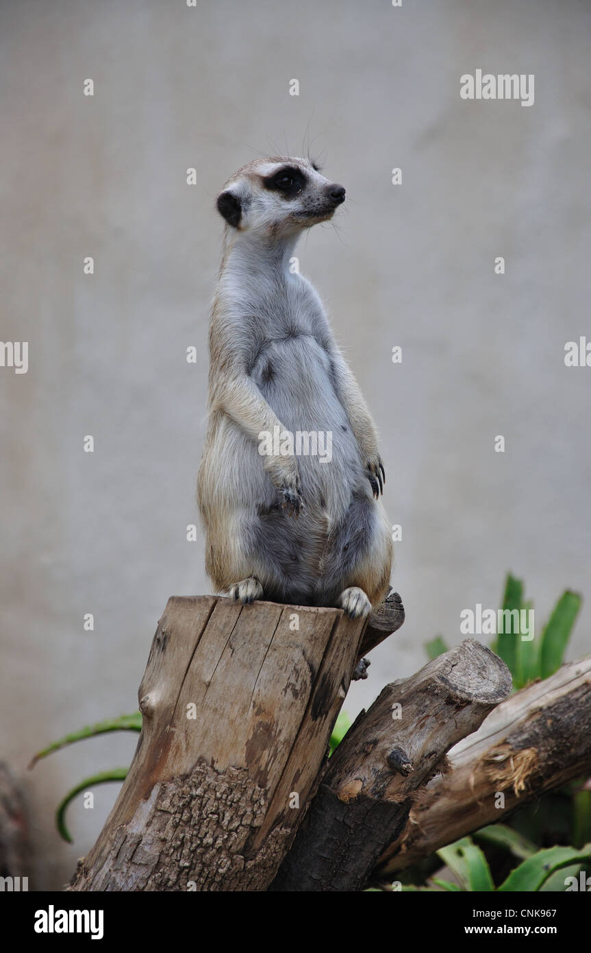 Un meerkat Suricate () à Montecasino Jardins d'oiseaux, Fourways, Sandton, Johannesburg, Gauteng Province, République d'Afrique du Sud Banque D'Images