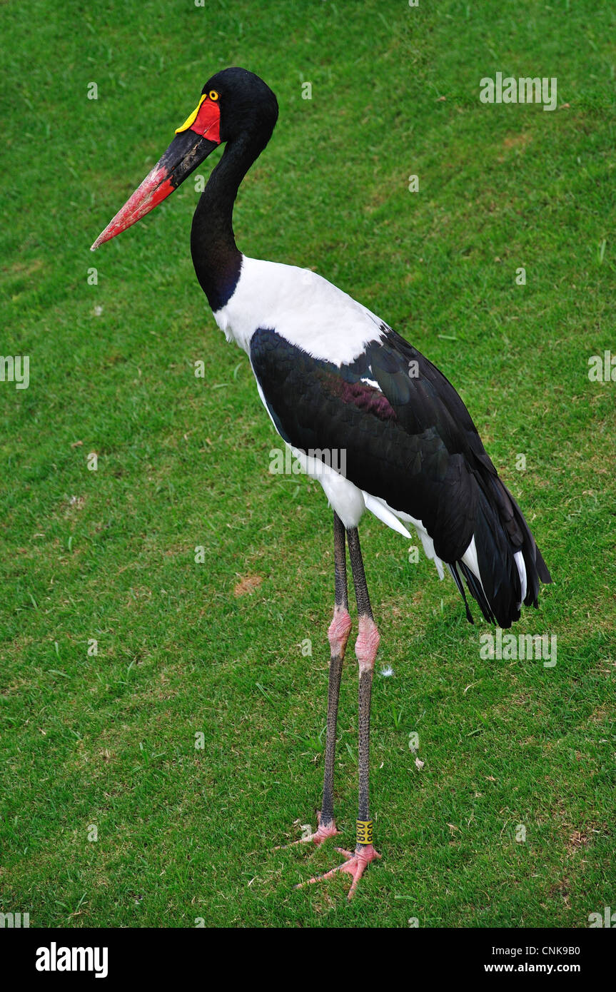 Saddle-billed Stork à Montecasino Jardins d'oiseaux, Fourways, Sandton, Johannesburg, Gauteng Province, République d'Afrique du Sud Banque D'Images