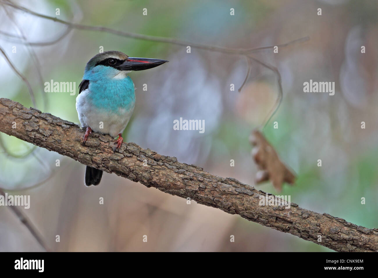 Blue-breasted Kingfisher (Halcyon malimbica) adulte, perché sur une branche, la Gambie, janvier Banque D'Images