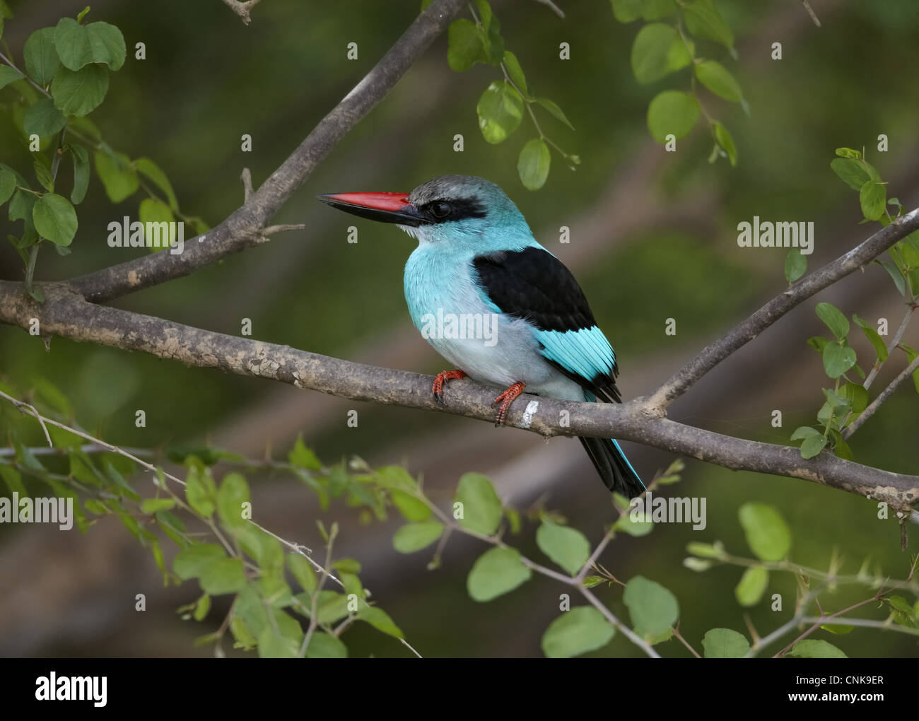 Blue-breasted Kingfisher (Halcyon malimbica) adulte, perché sur une branche, Niokolo-Koba, le Sénégal, février Banque D'Images