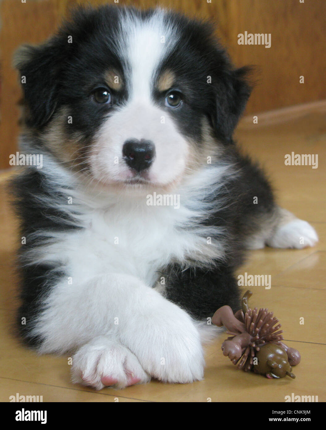 Portrait de chiot berger australien croisant ses pattes. Banque D'Images