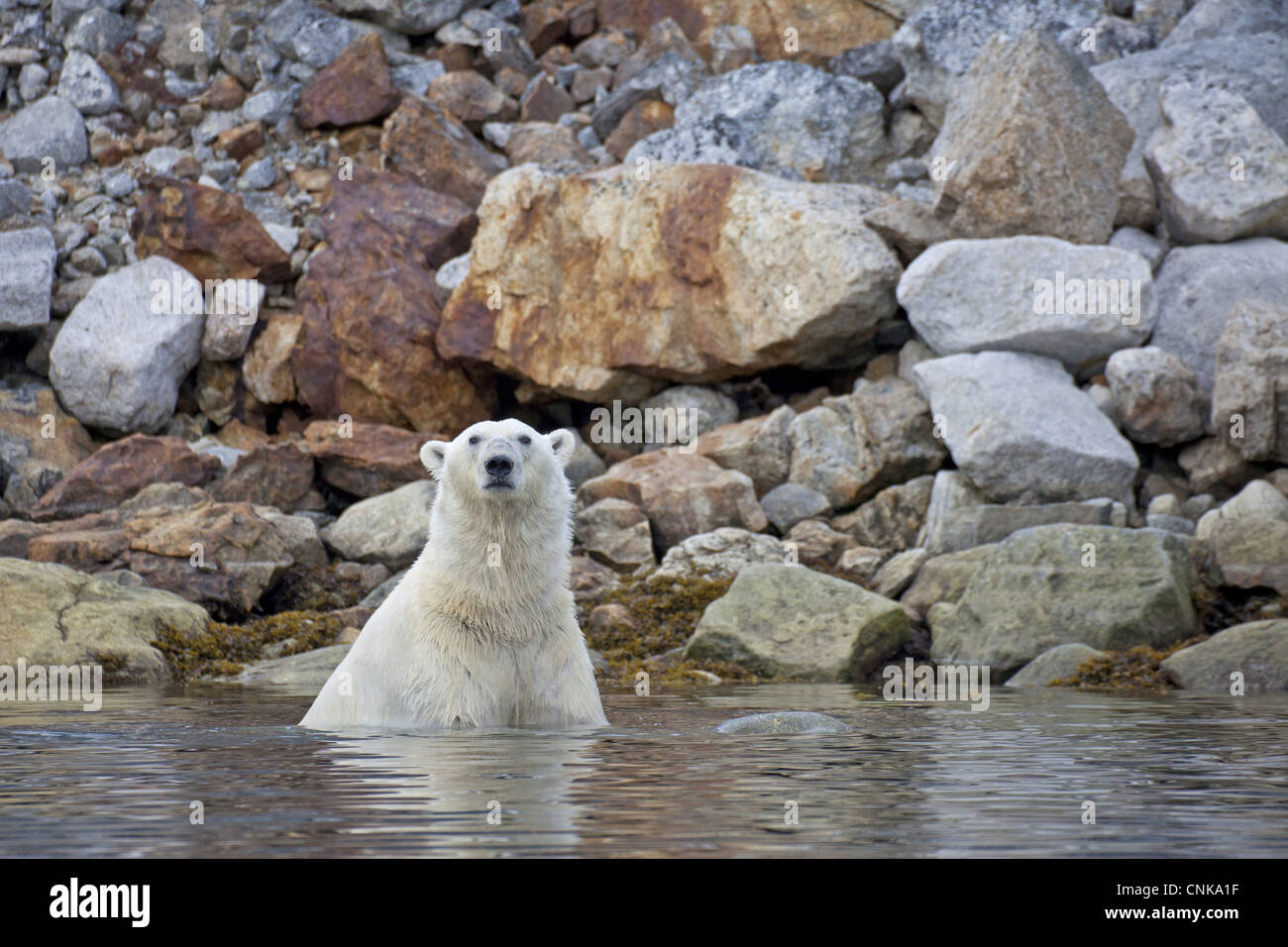 L'ours polaire (Ursus maritimus) adulte, dans l'eau près de Rocky shore, Spitsbergen, Svalbard, septembre Banque D'Images