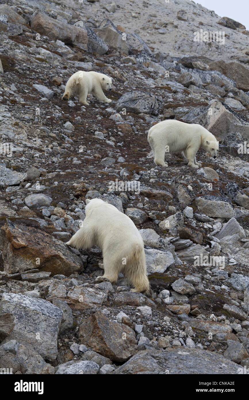 L'ours polaire (Ursus maritimus) adultes et jeunes, debout sur pente rocheuse, Spitsbergen, Svalbard, septembre Banque D'Images
