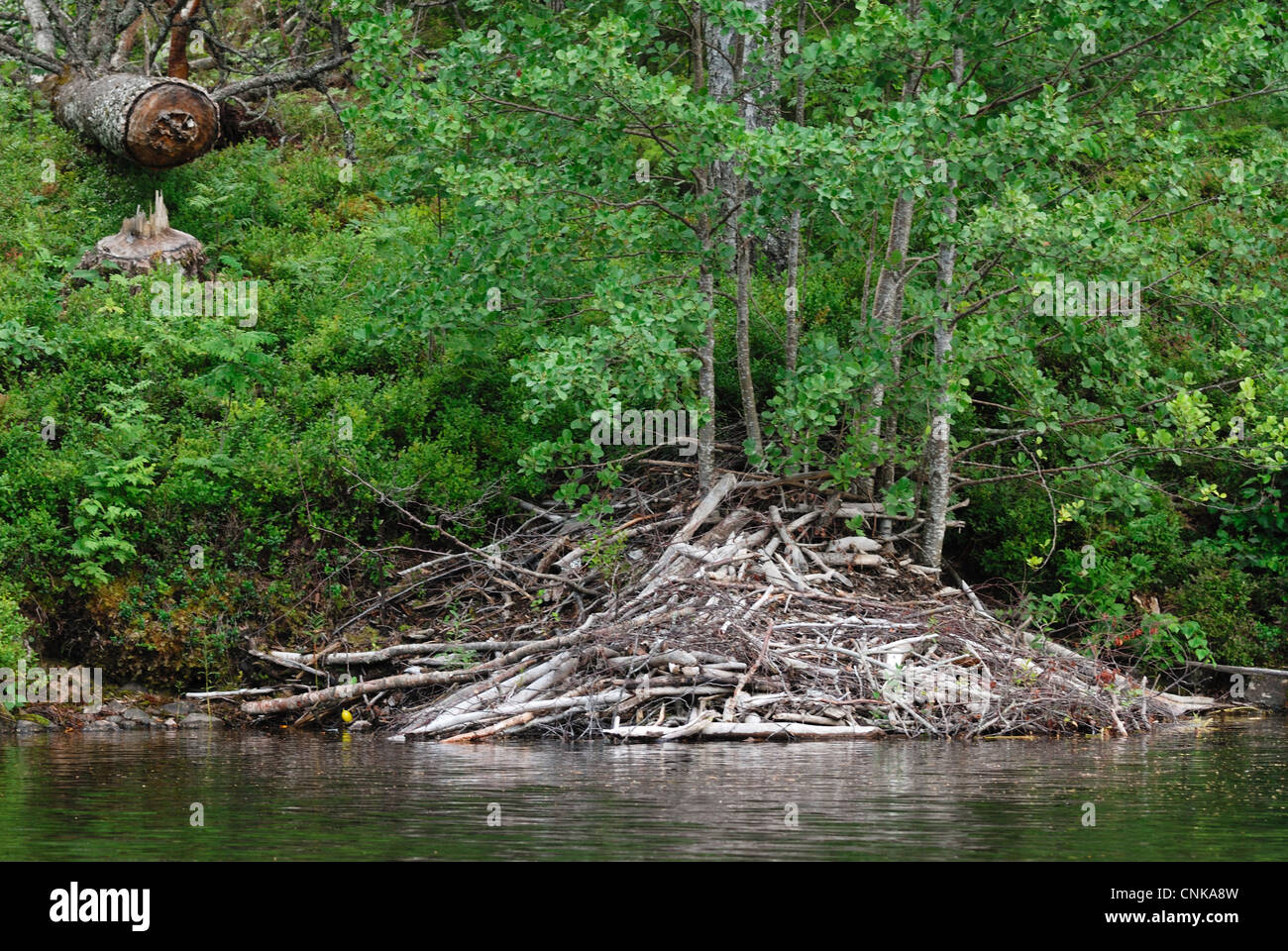 Le Castor d'eurasie Castor fiber lodge arbre abattu Langvattnet Malingsbo-Kloten banque Lake Lac la réserve centrale de Bergslagen Banque D'Images