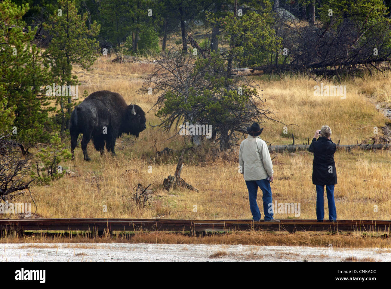 North American Bison bison bison vu par les touristes adultes debout sur boardwalk N.P Yellowstone Wyoming U.S.A septembre Banque D'Images