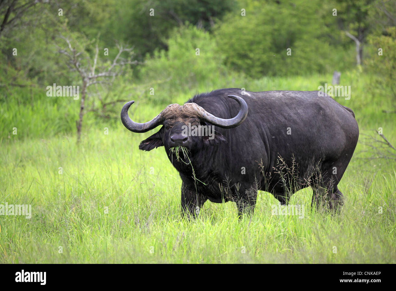 Buffle d'Afrique (Syncerus caffer) mâle adulte, se nourrissant d'herbe, Sabi Sabi Game Reserve, Kruger N.P., Afrique du Sud Banque D'Images