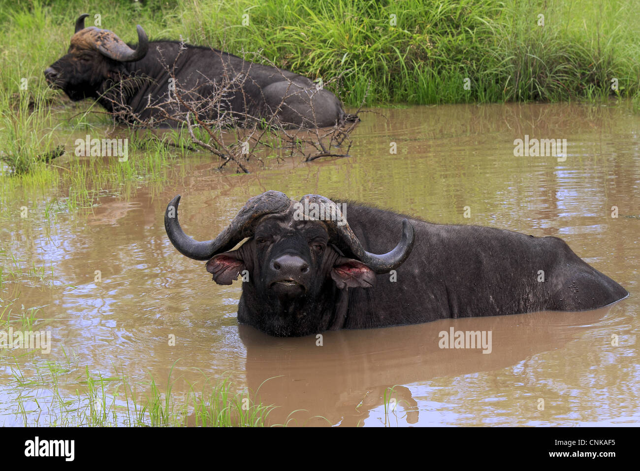 Buffle d'Afrique (Syncerus caffer) Deux hommes adultes, se reposant dans waterhole, Sabi Sabi Game Reserve, Kruger N.P., Afrique du Sud Banque D'Images