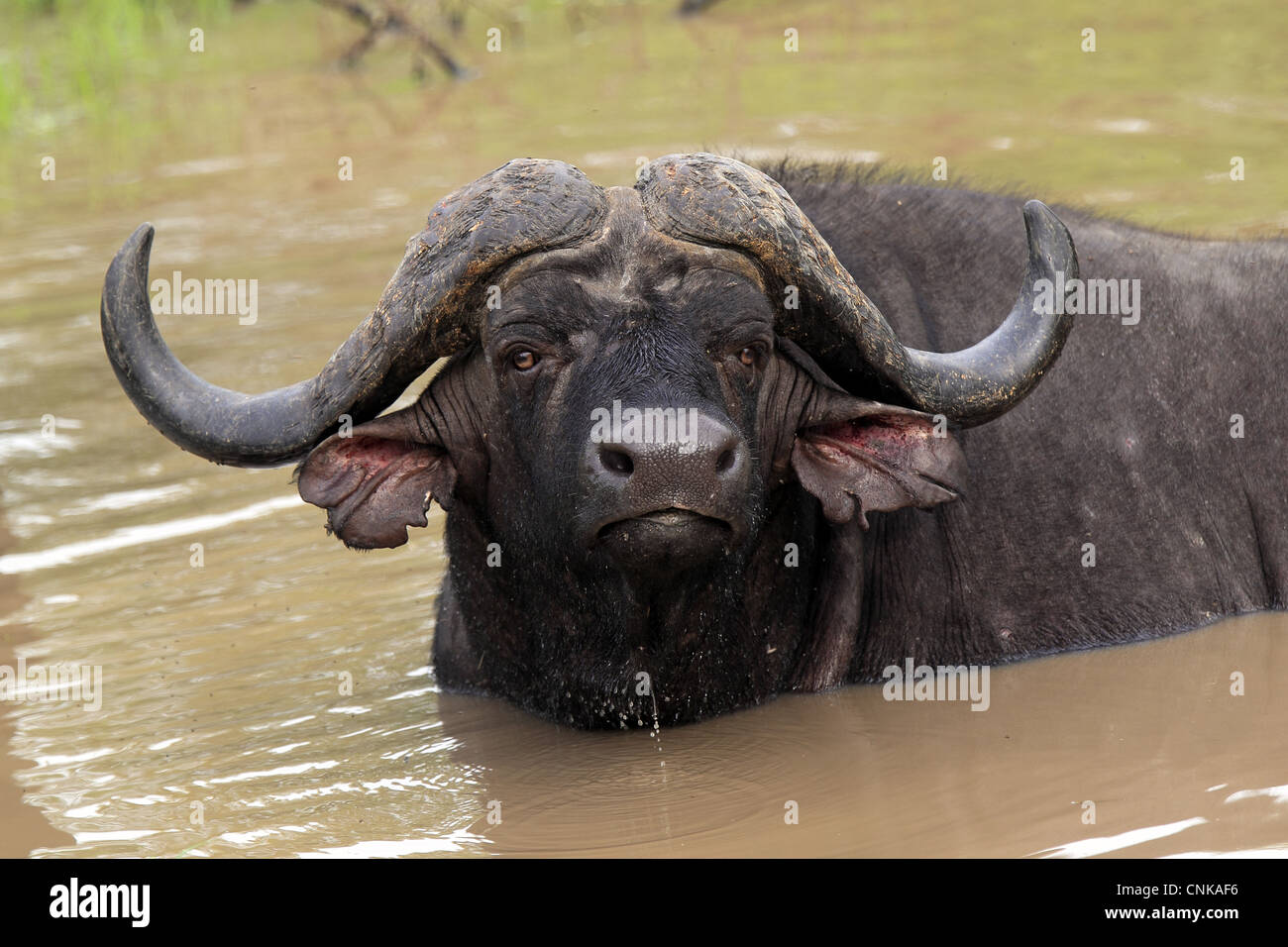 Buffle d'Afrique (Syncerus caffer) mâle adulte, au repos dans waterhole, Sabi Sabi Game Reserve, Kruger N.P., Afrique du Sud Banque D'Images