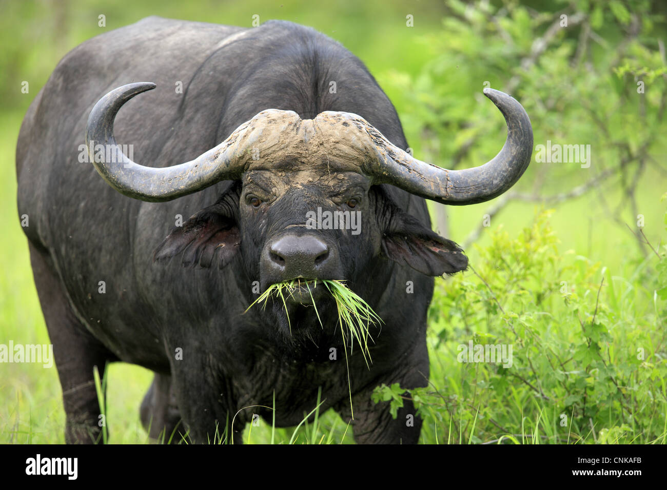Buffle d'Afrique (Syncerus caffer) mâle adulte, se nourrissant d'herbe, Sabi Sabi Game Reserve, Kruger N.P., Afrique du Sud Banque D'Images