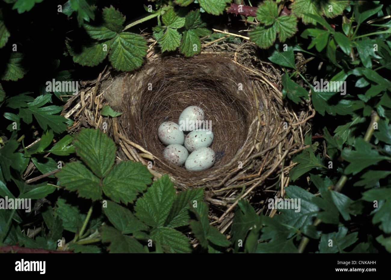 (Acanthis cannabina Linnet) nid avec cinq œufs Banque D'Images