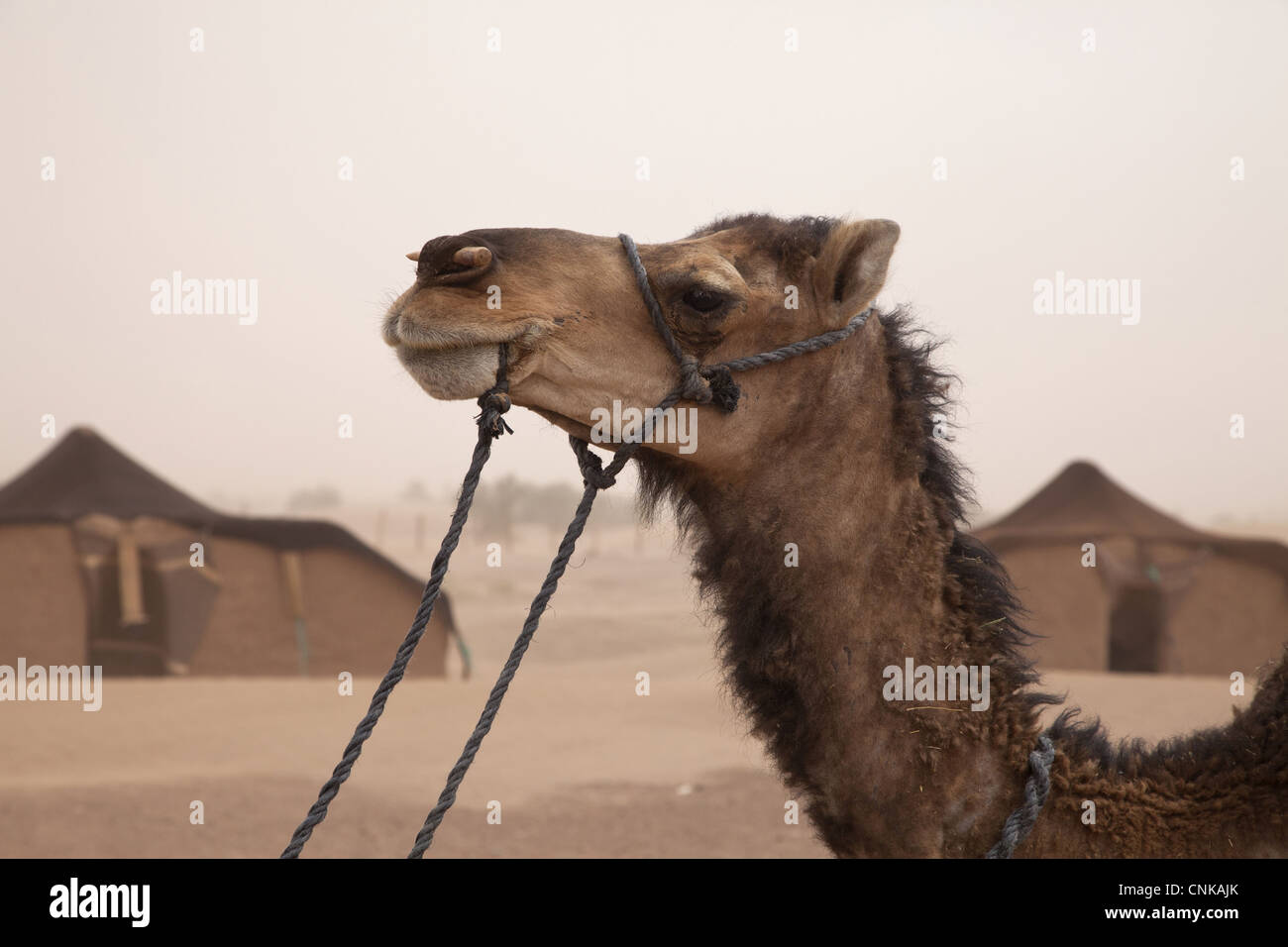 Dromadaire (Camelus dromedarius) adulte, close-up de tête, tente berbère au camp en désert, Sahara, Maroc, mai Banque D'Images