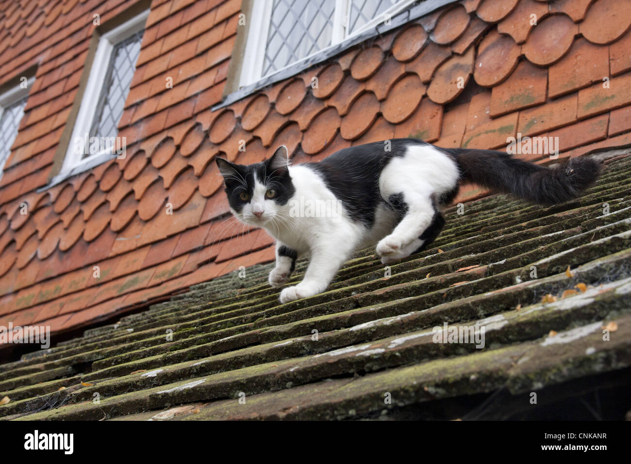 Chat domestique, chaton noir et blanc, toit de tuiles en ordre décroissant, en Angleterre, en octobre Banque D'Images
