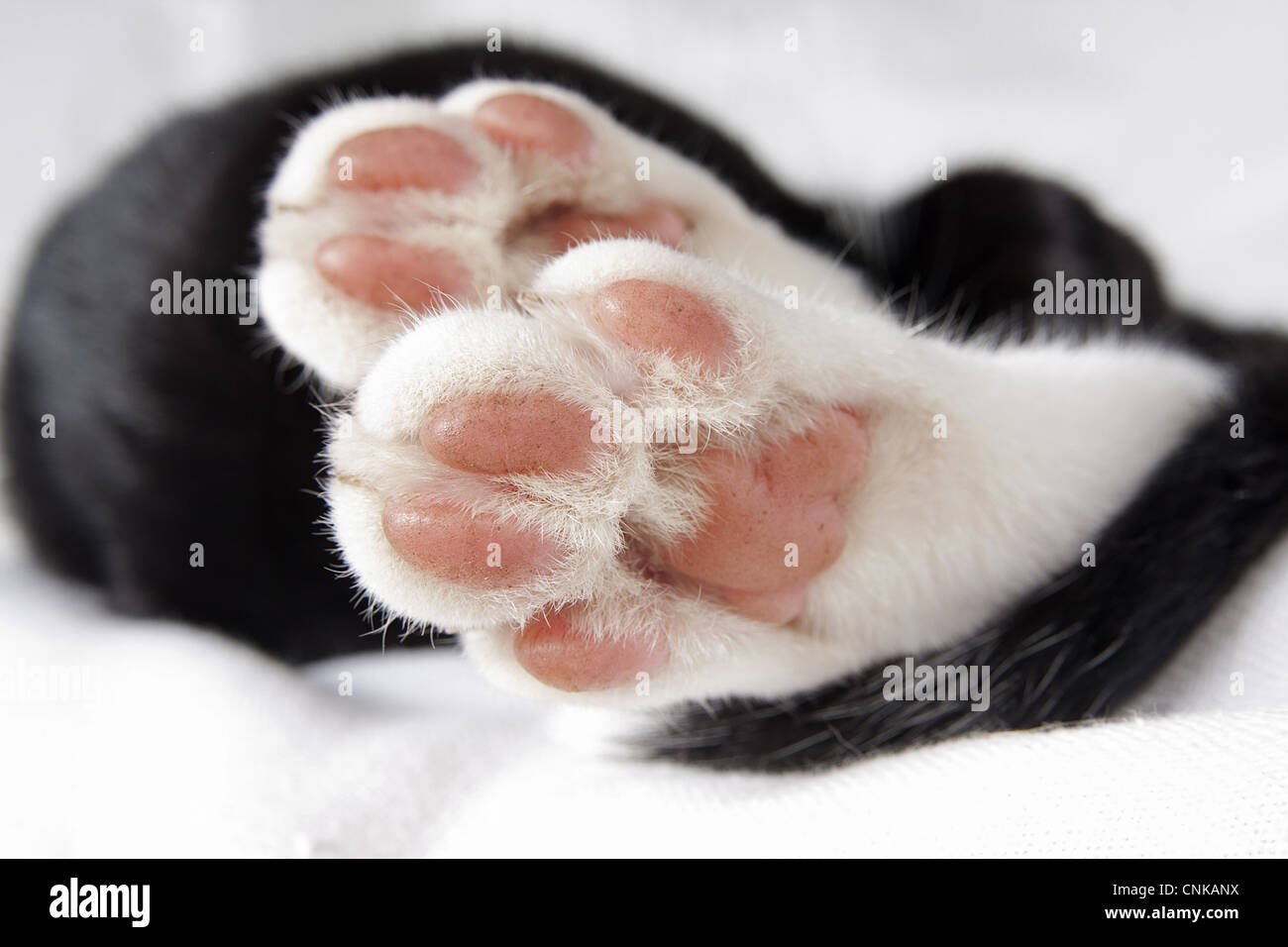 Chat domestique, chaton noir et blanc, close-up de paws Banque D'Images