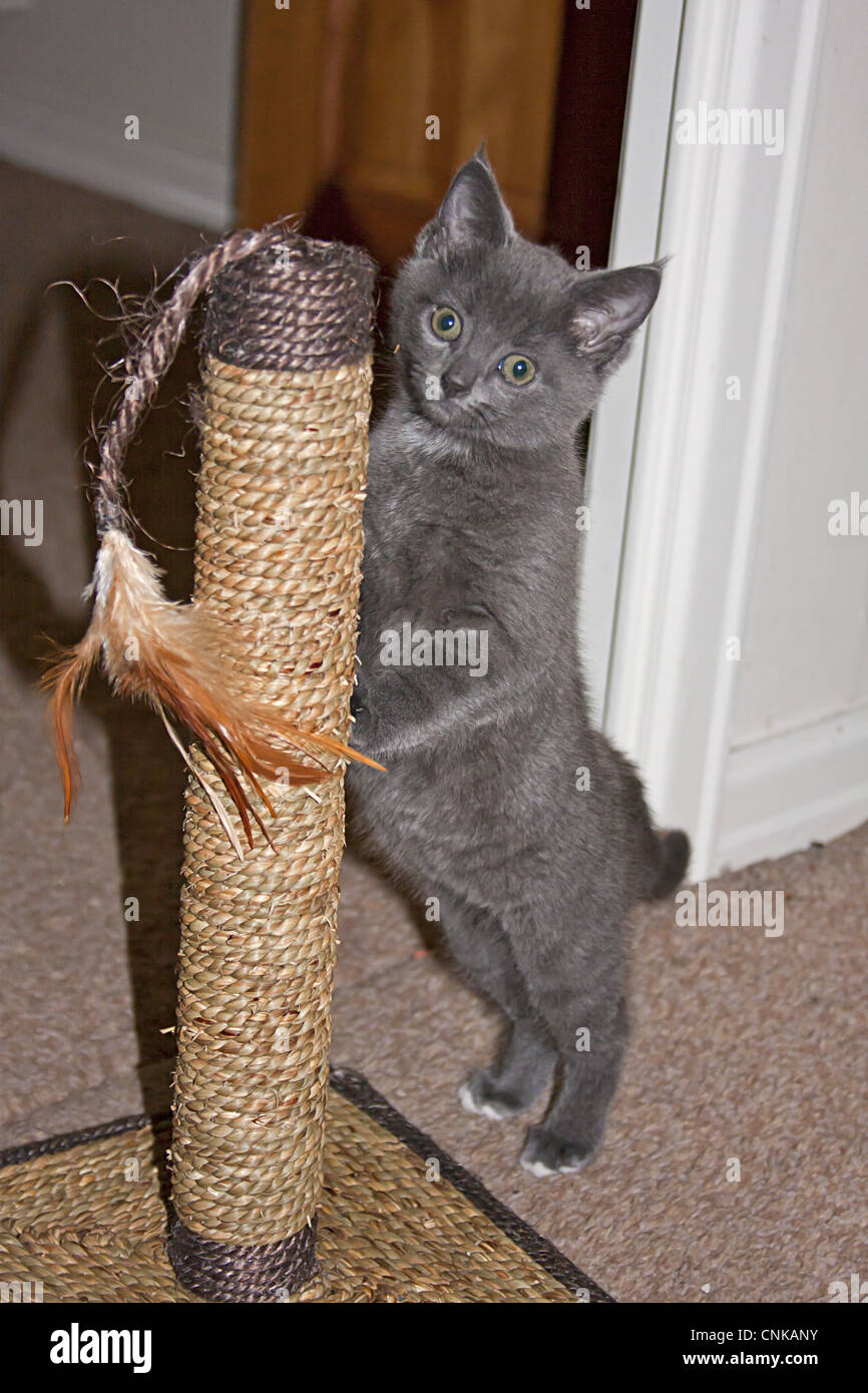 Chat domestique, chaton gris, jouant avec arbre à chat à l'intérieur, Angleterre Banque D'Images