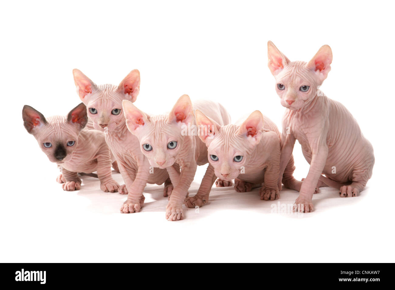 Chat domestique, Sphynx, cinq chatons, assis Banque D'Images