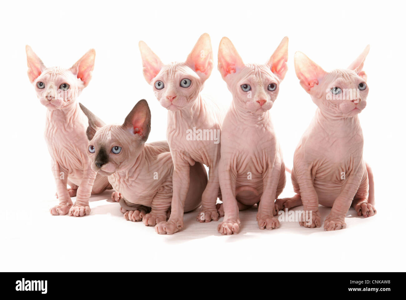 Chat domestique, Sphynx, cinq chatons, assis Banque D'Images