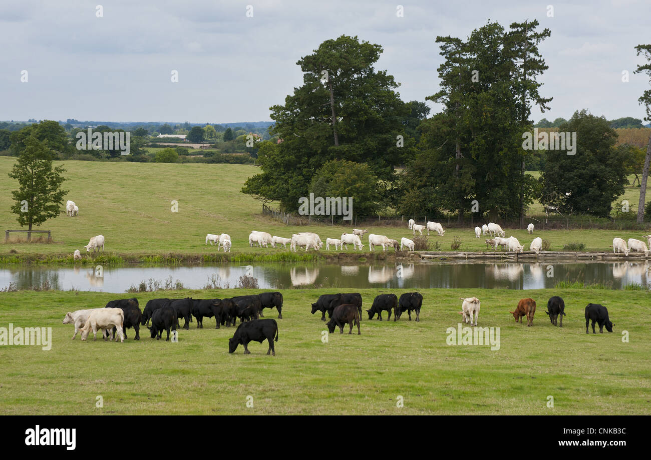 Les bovins domestiques boeuf Aberdeen Angus Charolais l'élevage en pâturage au bord de lac Milieu Claydon Buckinghamshire Angleterre août Banque D'Images