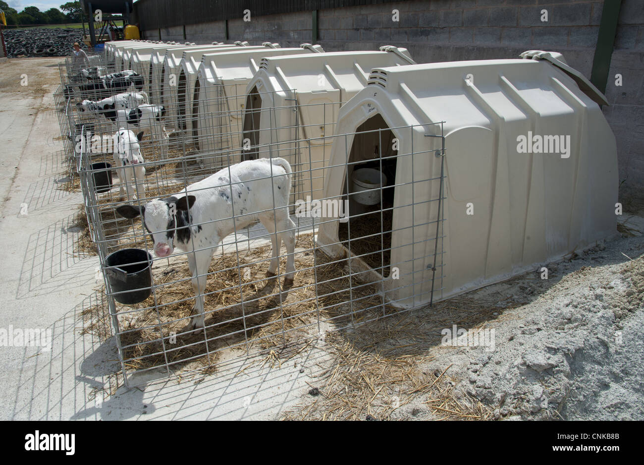 Les bovins domestiques, les veaux laitiers Holstein veau, huches, Flintshire, au nord du Pays de Galles, juillet Banque D'Images