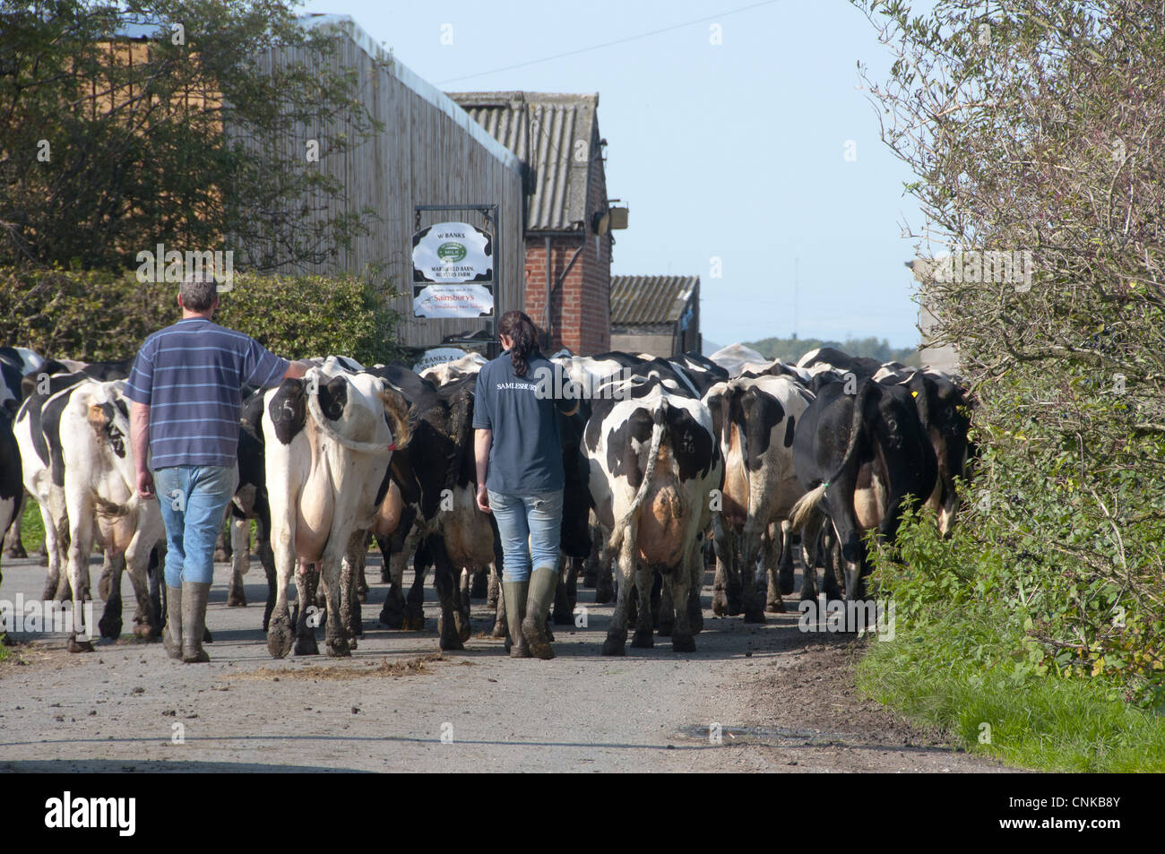 Les bovins domestiques, les vaches laitières Holstein, les agriculteurs qui en troupeau pour traire, Hutton, Preston, Lancashire, Angleterre, septembre Banque D'Images