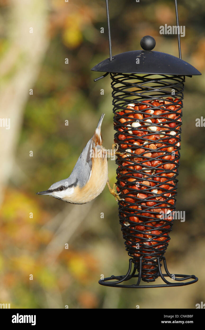 (Sitta europaea Sittelle européen), adultes se nourrissent d'arachides à hanging convoyeur, Powys, Pays de Galles, novembre Banque D'Images