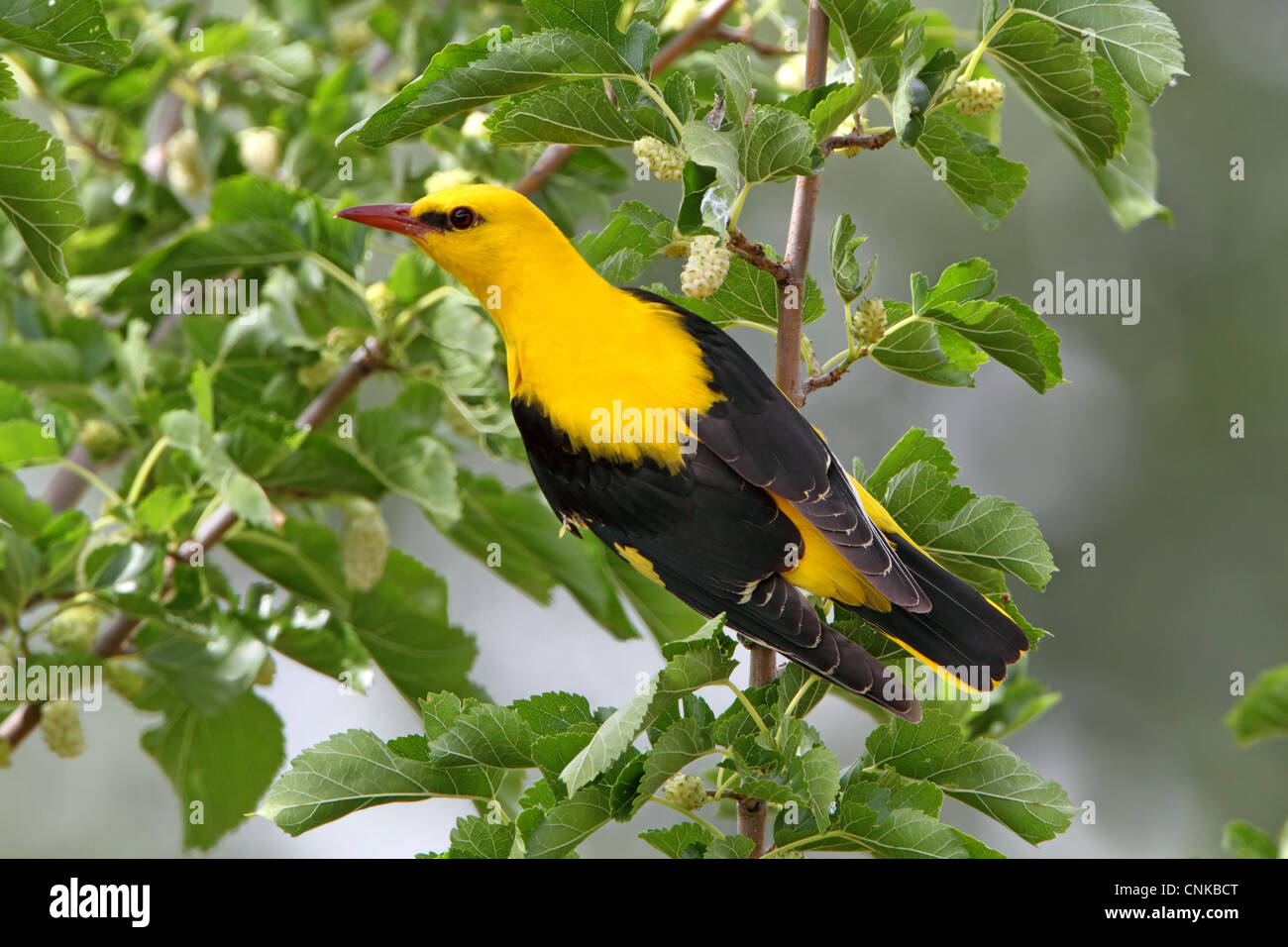 Golden (Oriolus oriolus) mâle adulte, l'alimentation sur le mûrier blanc (Morus alba) fruits dans l'arbre, l'Estrémadure, Espagne, mai Banque D'Images