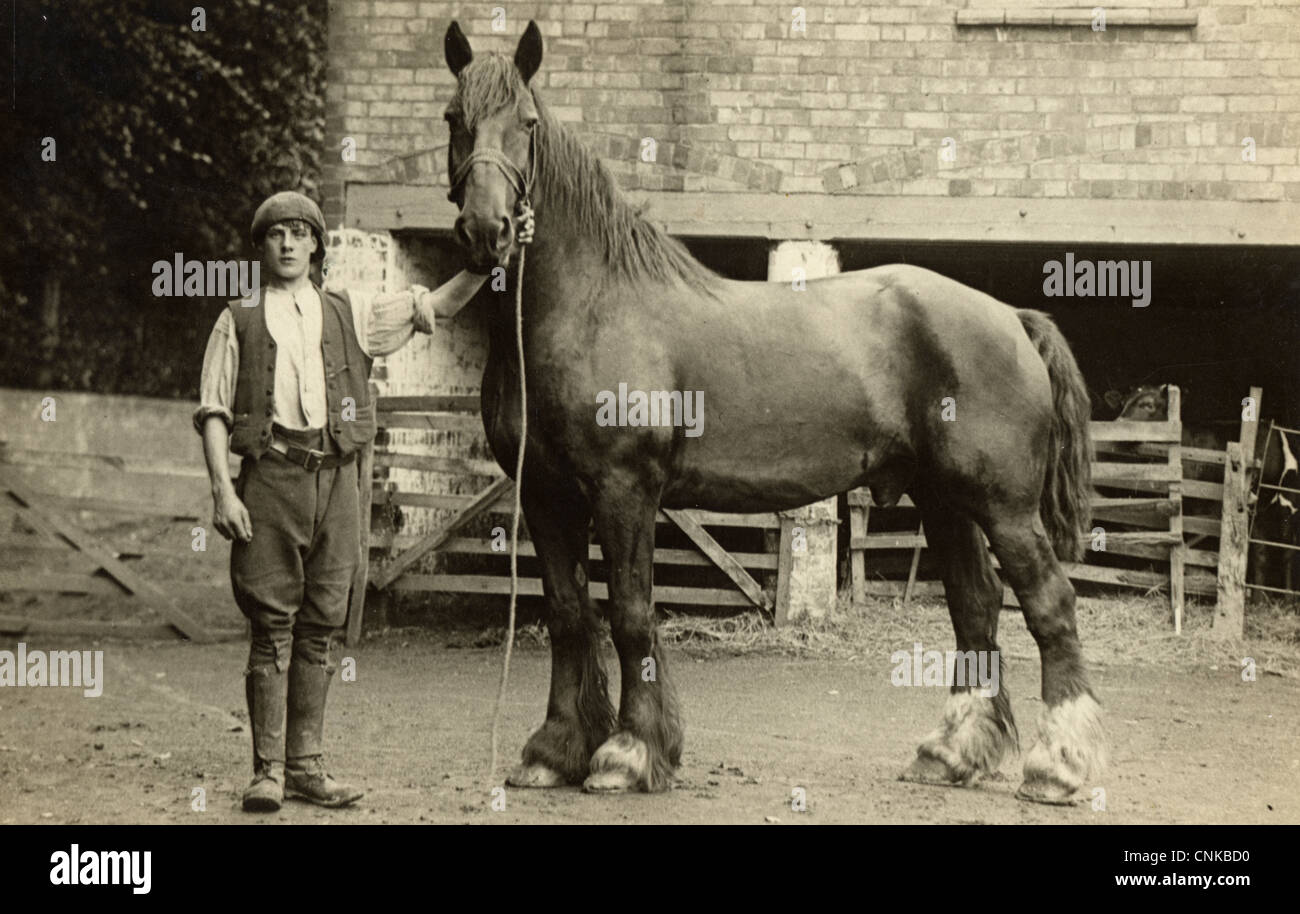 Projet d'affiche Main Stable Horse au Barn Banque D'Images