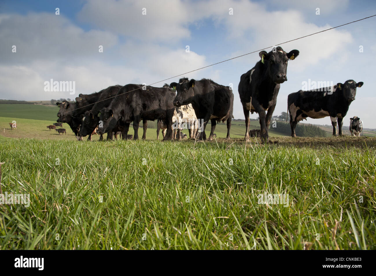 Les bovins domestiques Jersey cross Noir Blanc troupeau des vaches d'élevage de pâturage pâturage de système néo-zélandais Dumfries Scotland mars Banque D'Images