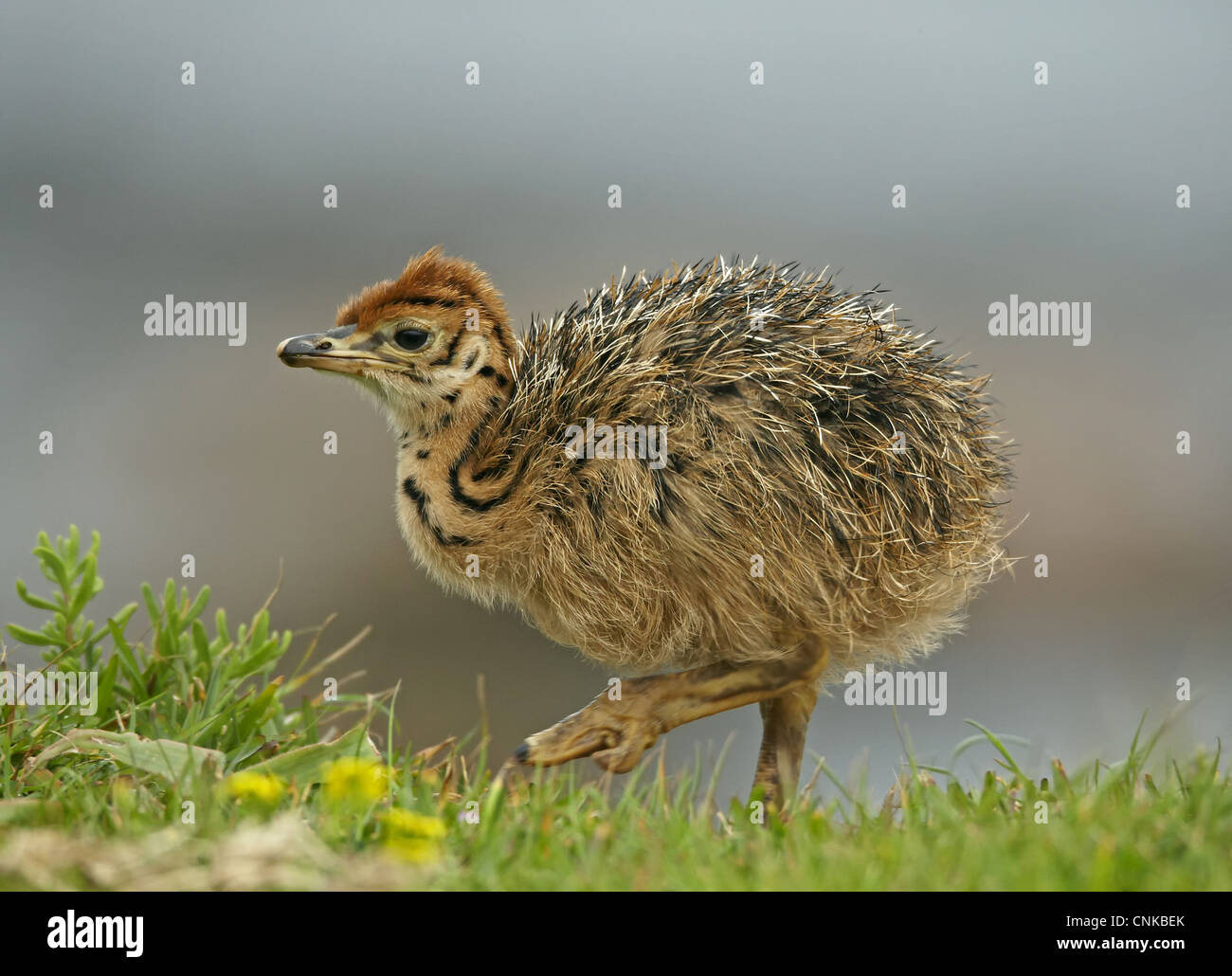 Autruche (Struthio camelus), récemment éclos, Cap de Bonne Espérance, péninsule du Cap, Afrique du Sud Banque D'Images