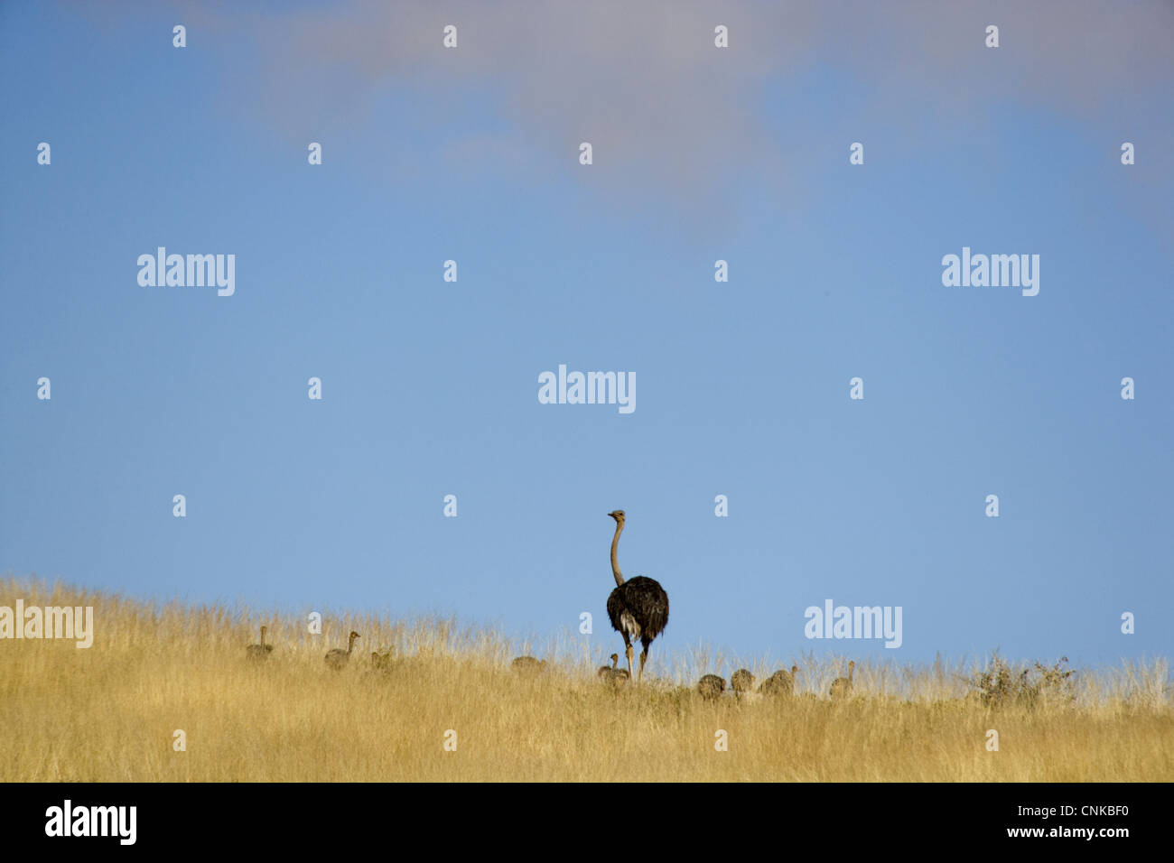 Autruche (Struthio camelus) femelle adulte avec des poussins, debout dans l'herbe, Désert du Namib, Namibie Banque D'Images