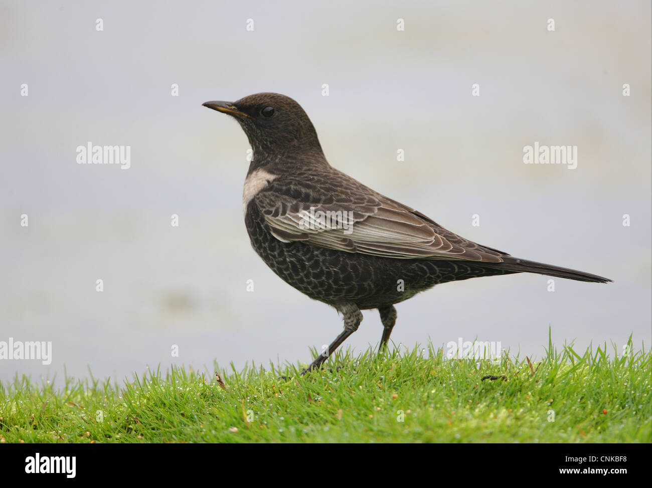 Ring Ouzel (Turdus torquatus) mâle immature, première année plumage, debout sur l'étang à côté de la banque herbeux, Norfolk, Angleterre, octobre Banque D'Images