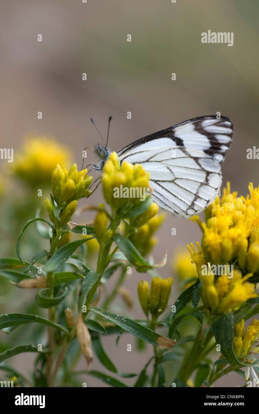 Un papillon blanc à carreaux se nourrissant de fleurs jaunes. Profondeur de champ. Banque D'Images