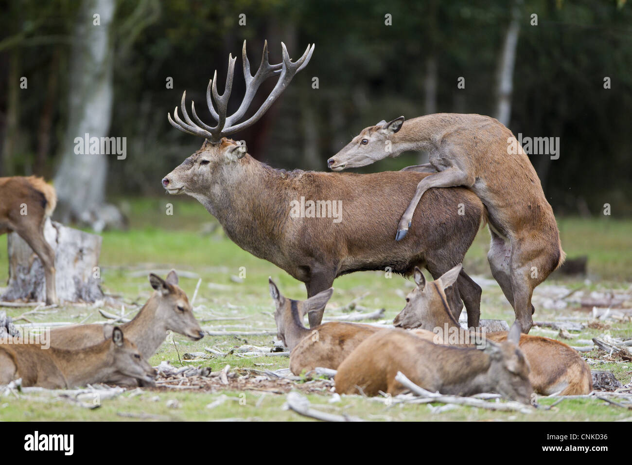 Red Deer Cervus elaphus cerf de fixation arrière paire adultes 'bulling' comportement pendant la saison du rut réserve RSPB Minsmere Suffolk Banque D'Images