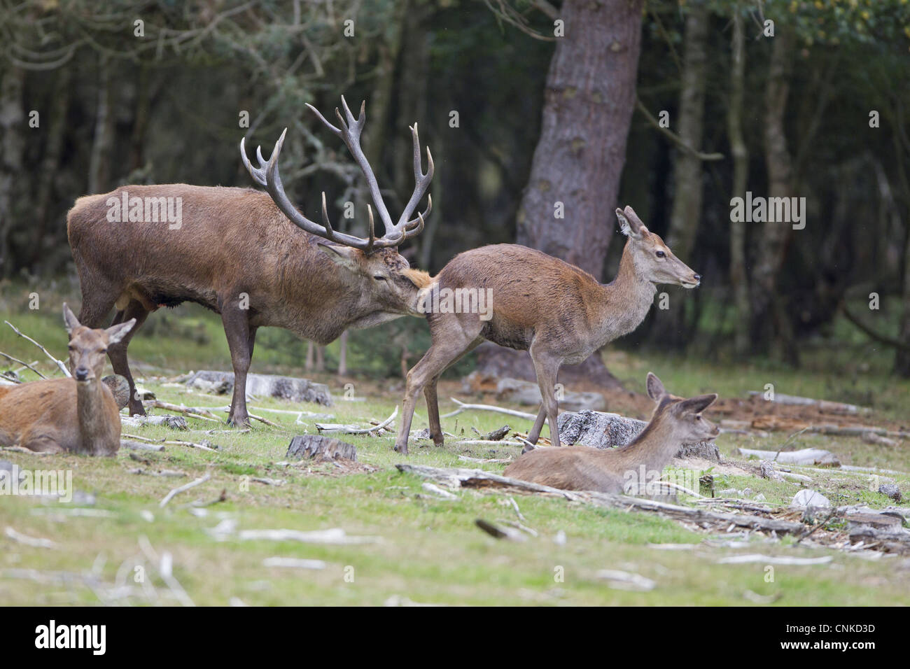 Red Deer (Cervus elaphus) paire adultes, dégustation de stag hind au cours de saison du rut, la réserve RSPB Minsmere, Suffolk, Angleterre, octobre Banque D'Images