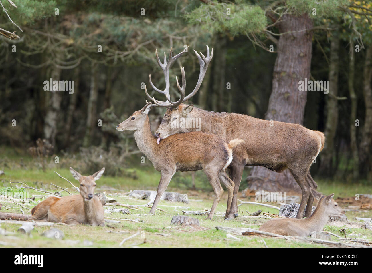 Red Deer (Cervus elaphus) paire adultes, stag léchant hind durant la saison du rut, la réserve RSPB Minsmere, Suffolk, Angleterre, octobre Banque D'Images